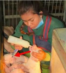 初生仔猪喘不吃奶是什么症状,初生仔猪不吃奶怎么办