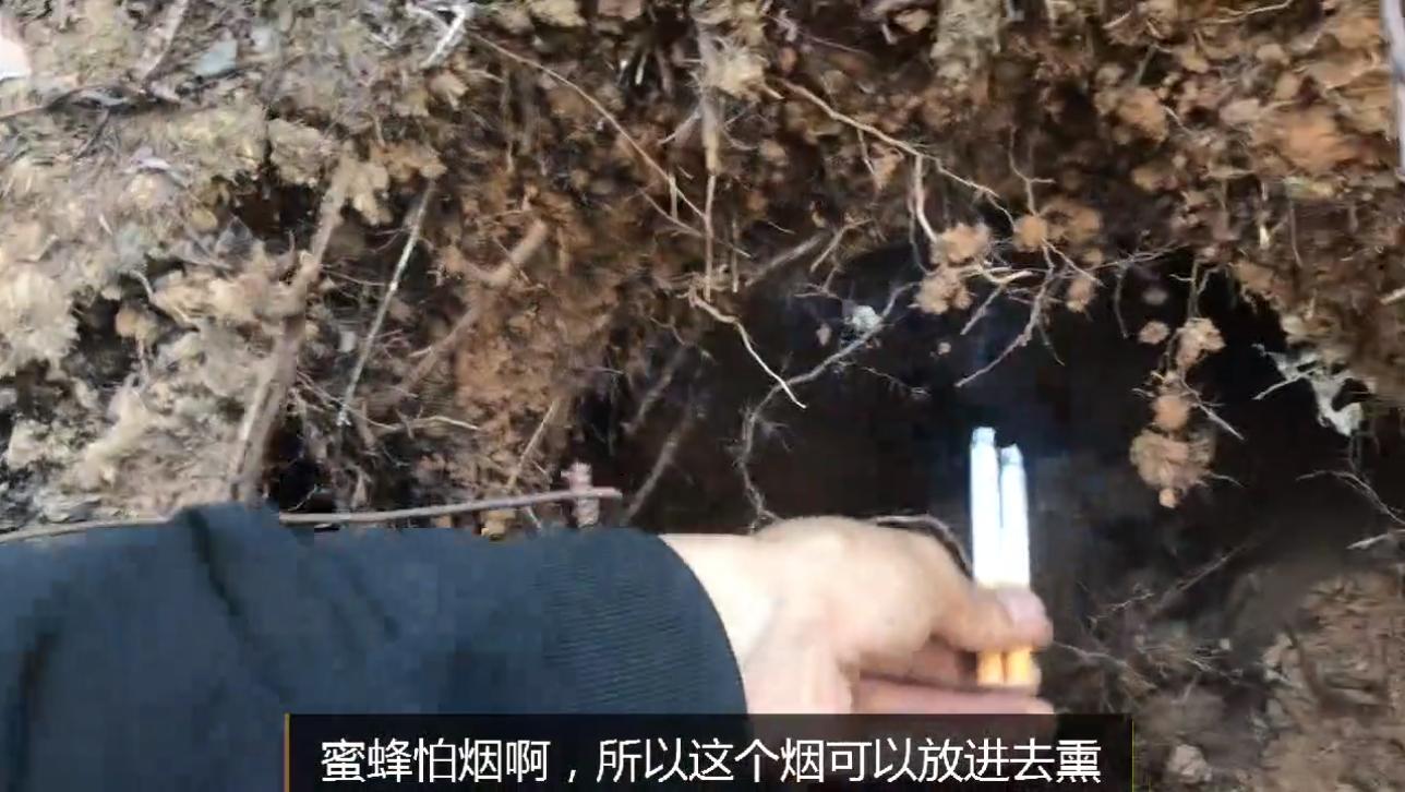 野外地里的蜜蜂怎么收进箱子,野外的蜜蜂怎样收回家里来养