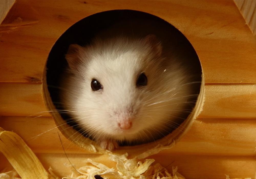 喂食仓鼠时仓鼠老喜欢咬人怎么办,怎么饲养小仓鼠会咬人的