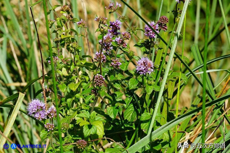 10种口味薄荷糖,十种薄荷