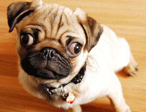 巴哥犬的耳朵总是很臭,巴哥犬天天洗澡身上臭怎么办