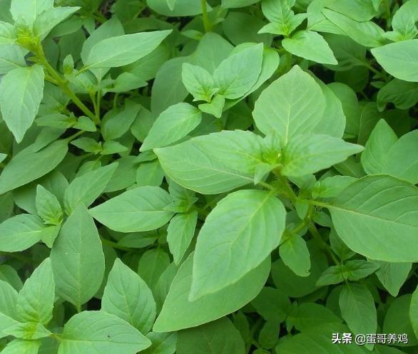 养鸡高手总结出来的养鸡妙招,养鸡小妙招建议收藏起来慢慢看