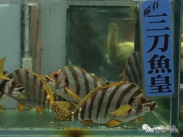 这些外形奇葩而味道超级赞的海鲜,广东十大硬核海鲜品种