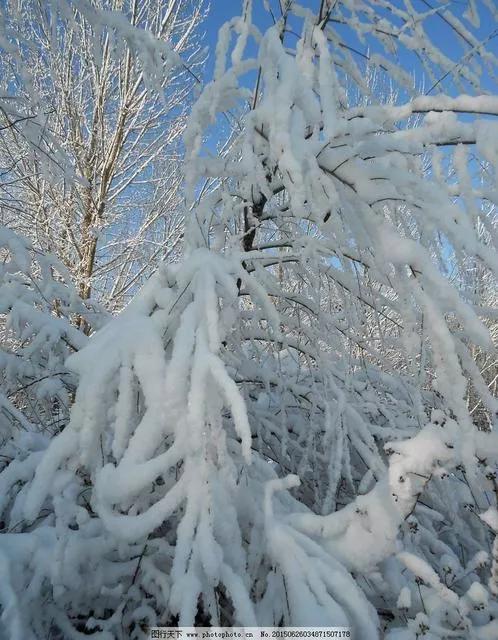 杨树的简介,杨树的全部作品