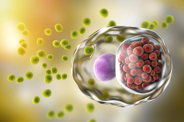 衣原体感染可以人流吗,妊娠合并衣原体感染