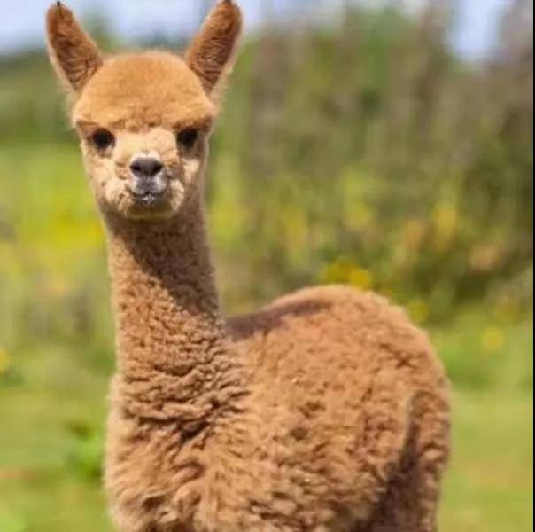 清远森波拉温泉奇妙世界,清远森波拉温泉旅游攻略