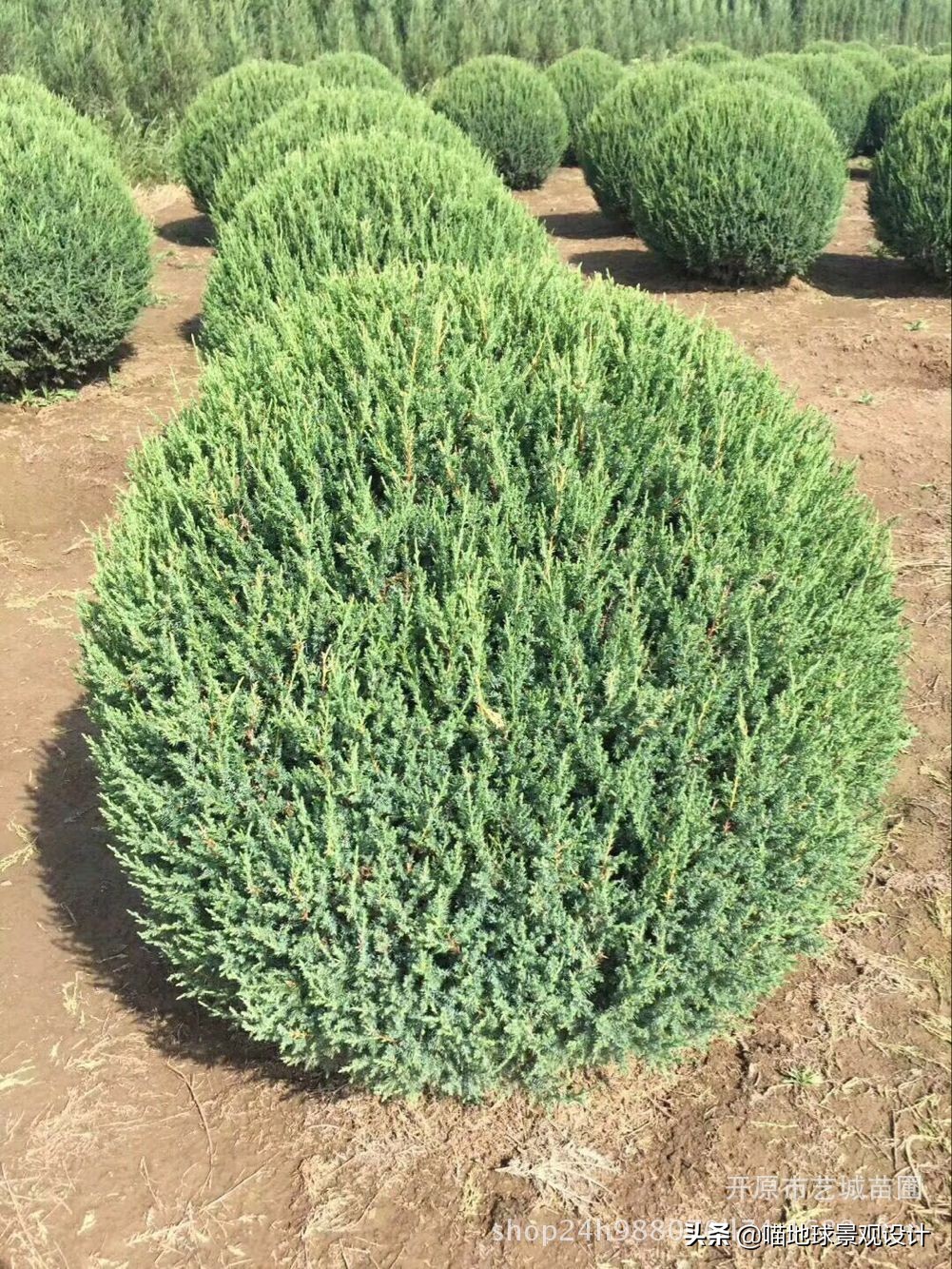 常见的灌木植物100种图片大全,灌木植物种类及图片