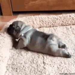 困成狗是什么样子,看看你家小狗的睡姿