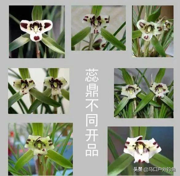 蝴蝶兰花是名贵的吗,中国兰花的鉴赏标准