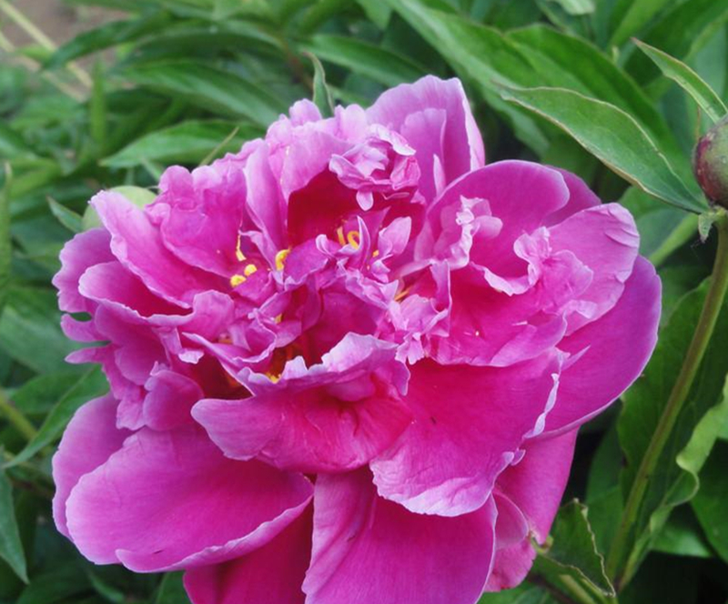 庭前芍药妖无格全文意思,庭前芍药妖无格的庭前指的是哪里