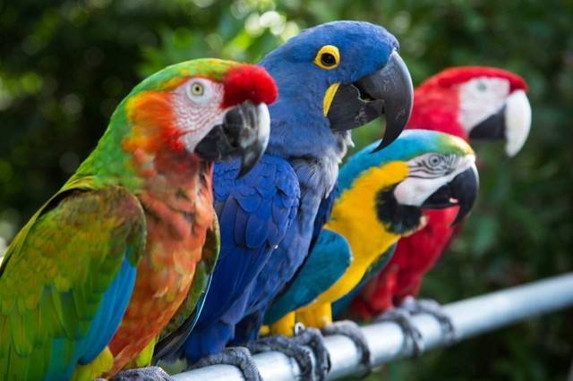 鹦鹉热病症状怎么预防,鹦鹉有病几大症状及用药