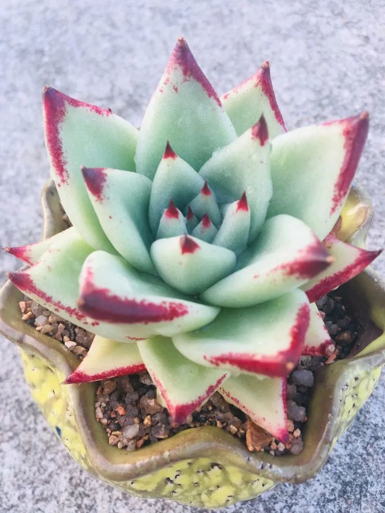 五颜六色的透明多肉,颜色超好看的多肉