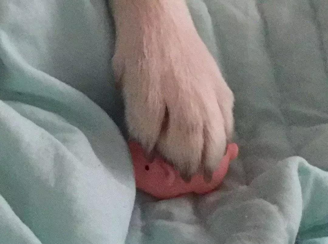 狗狗这么可爱，怎么舍得和它吵架呢？除非忍不住