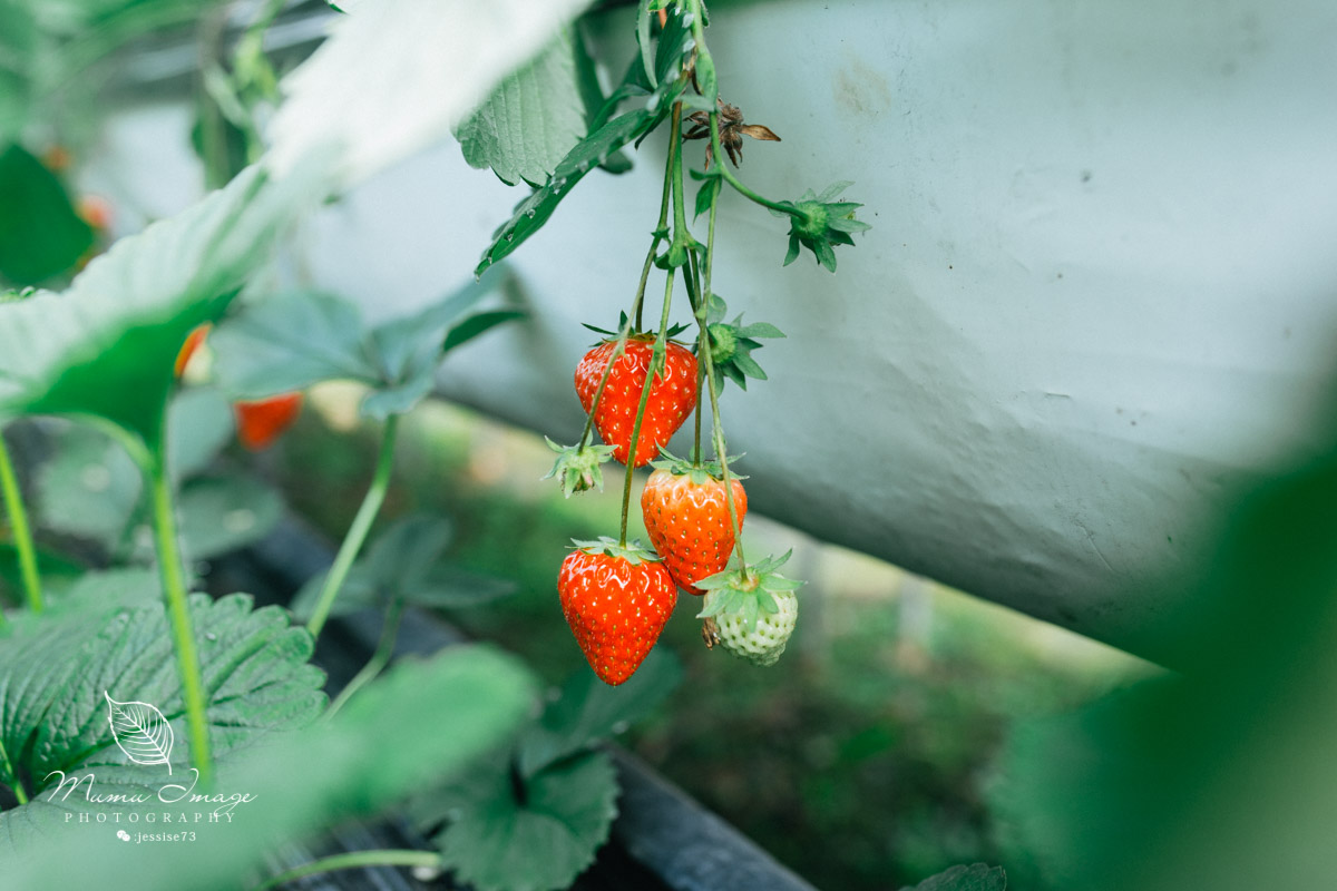 几百亩草莓采摘基地，无销售，不够卖，老板：绿色天然无公害