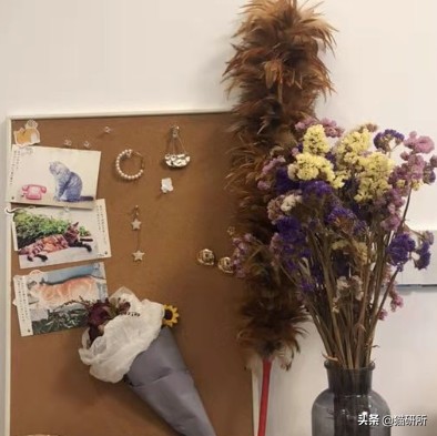 猫咪省钱好物维生素,猫咪必买的10种单品