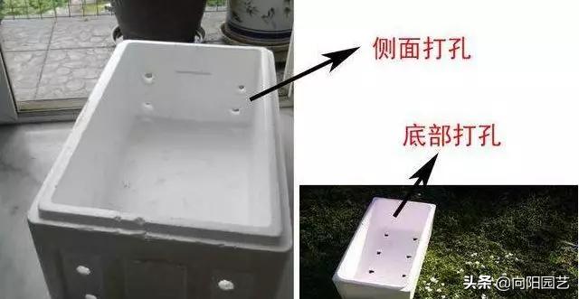 养花不用营养土,泡沫箱养花技巧什么花可以用水养