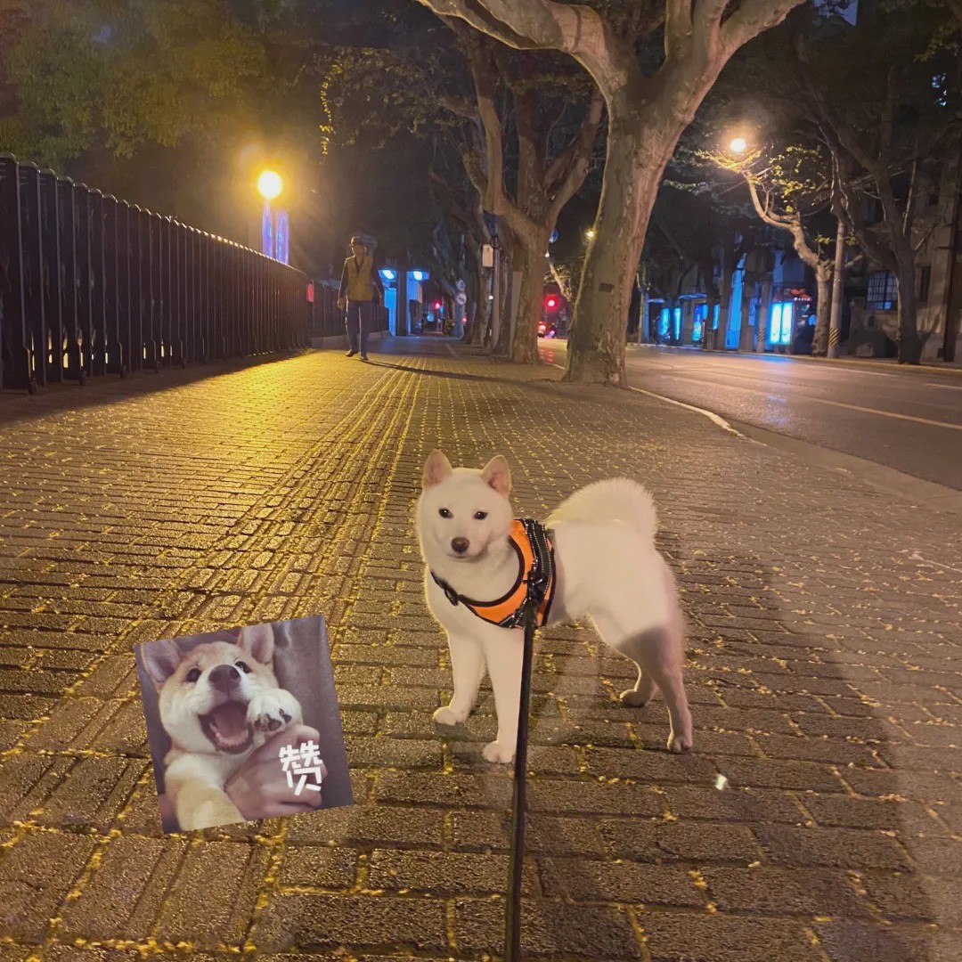 向往的生活锅碗瓢盆分别被谁养,向往的生活锅碗瓢盆4只狗