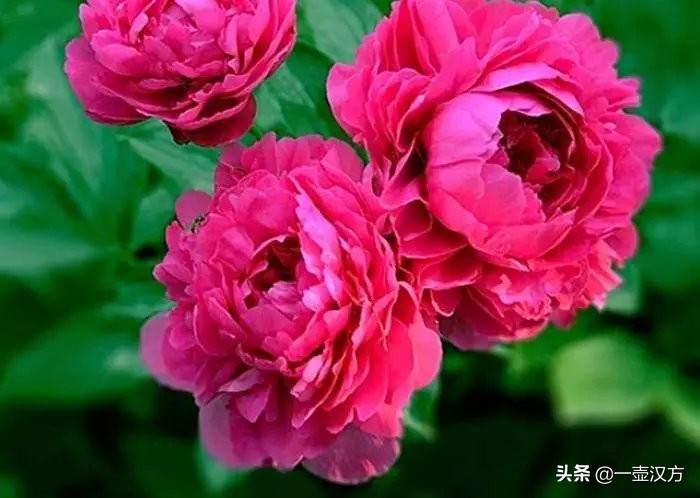 五月花神芍药来源,芍药花被称为花仙或五月花神