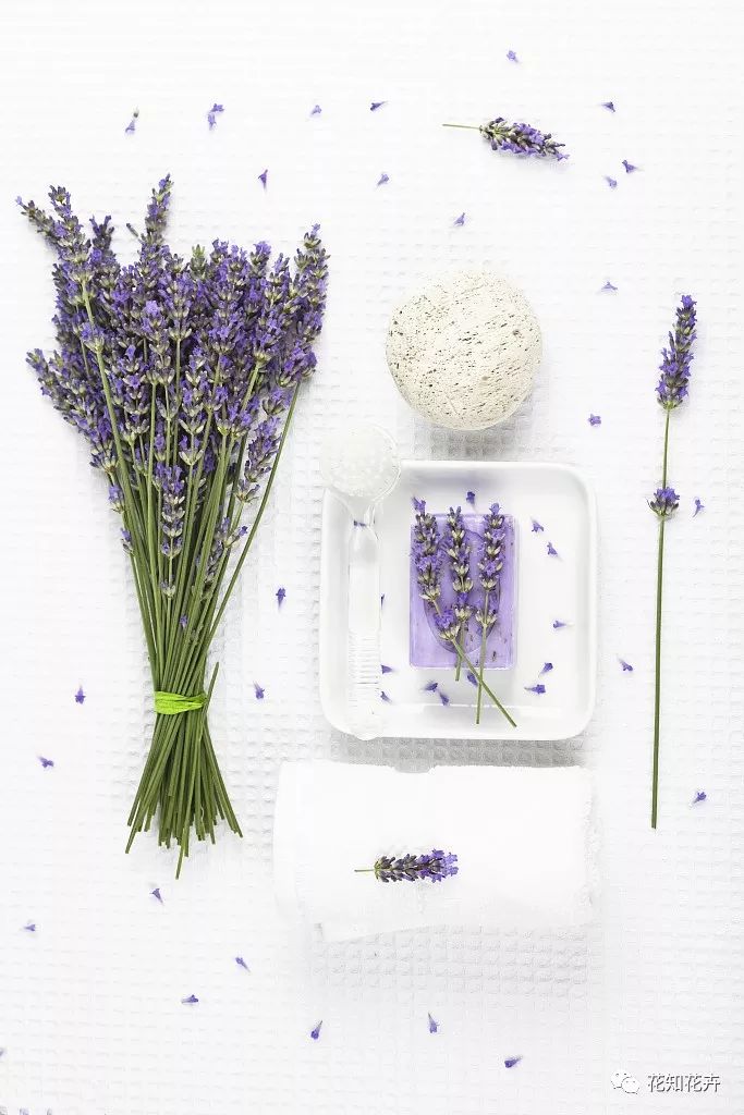 衣草精油真假辨别方法视频,薰衣草真假辨别图解大全