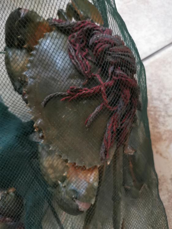 廉江龙营钓鱼视频,湛江市遂溪草潭码头钓鱼视频