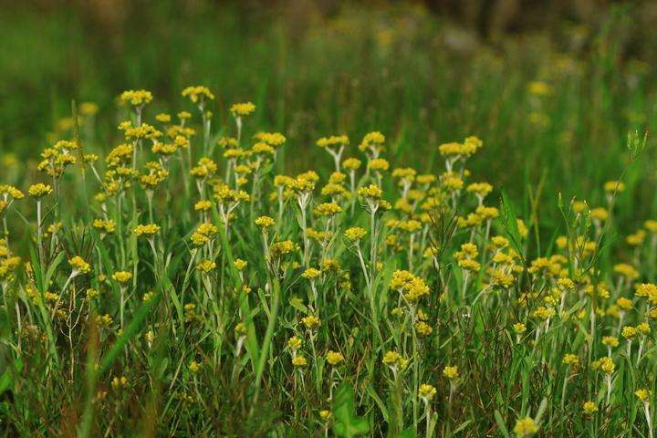 农村常见的杂草有哪些,农村墙角不起眼的一种野草