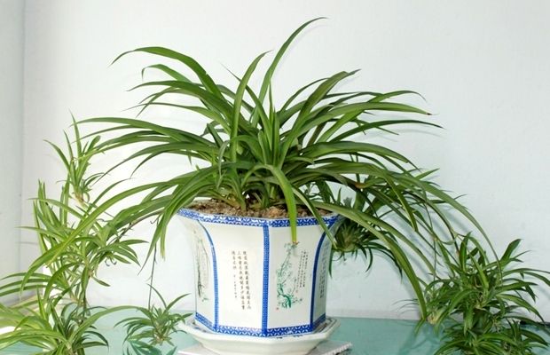 淘米水加什么种花好,用淘米水种花怎么养