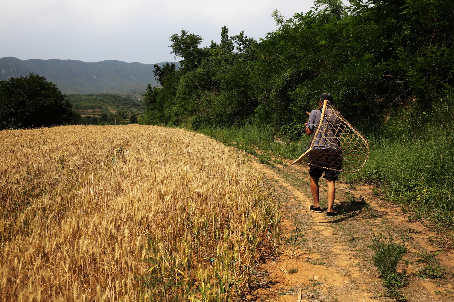 割麦神器大全视频,农民割麦用什么神器