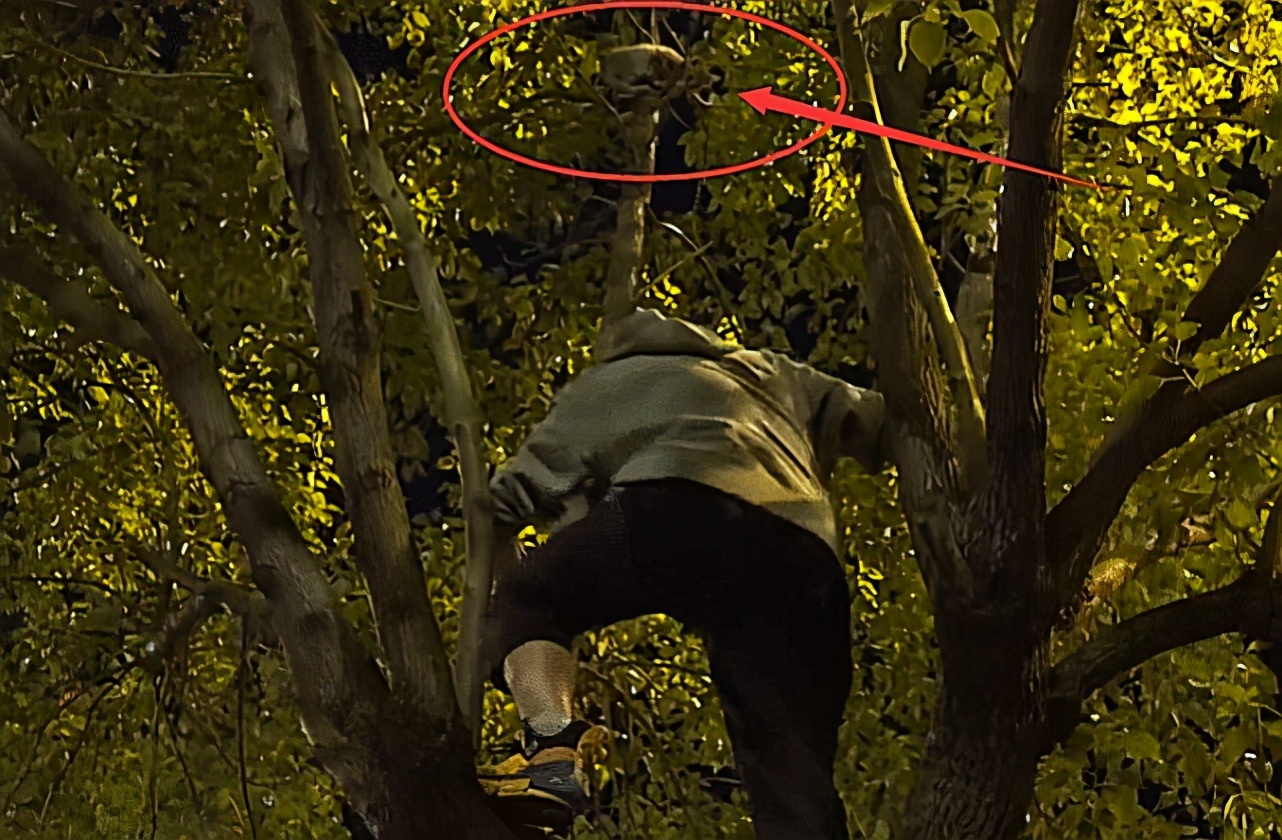 猫爬上树怎么救,为什么猫上树不下来