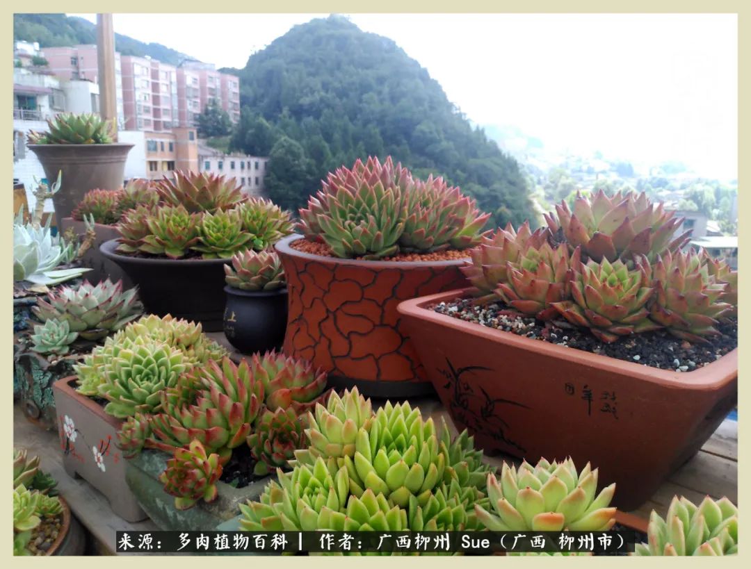 艳阳高照凉爽贵州，我要勤快地捕捉美好！（二）