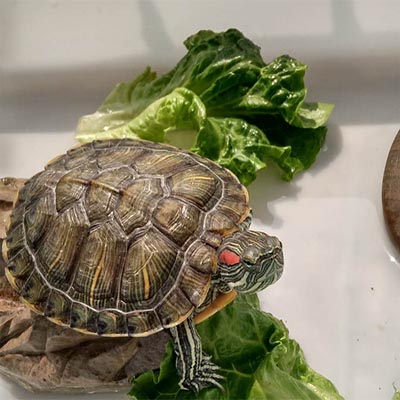 乌龟从6楼摔下去呕血怎么治疗,小乌龟摔了嘴里吐血怎么办