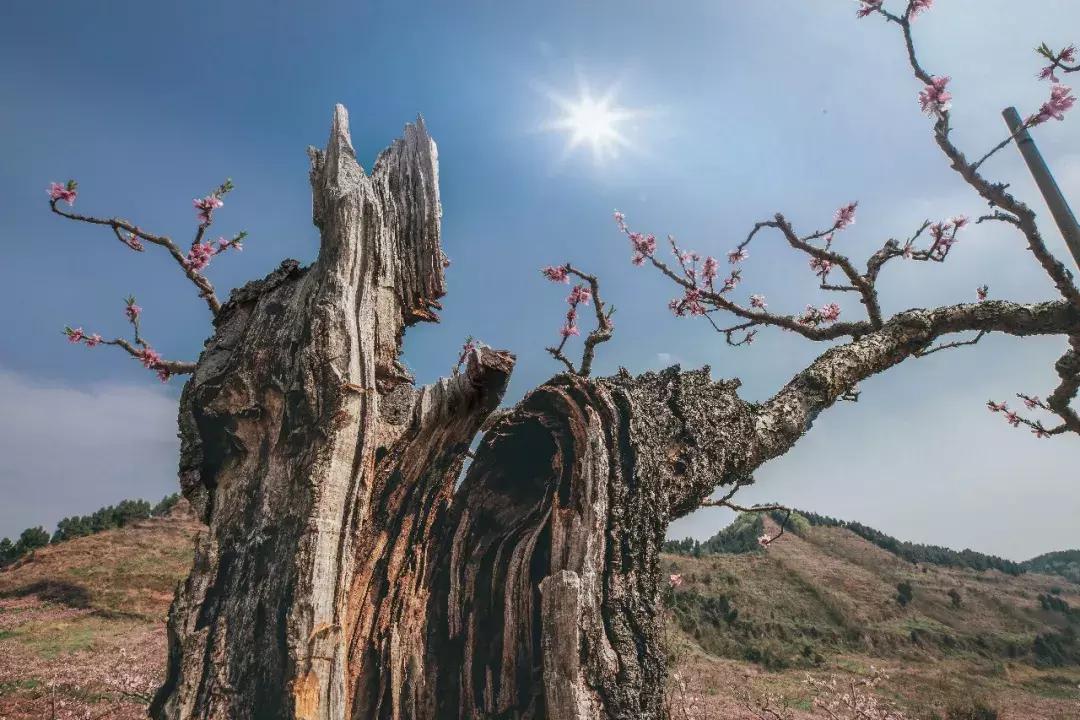 龙泉山山顶看美景,美丽的龙泉山