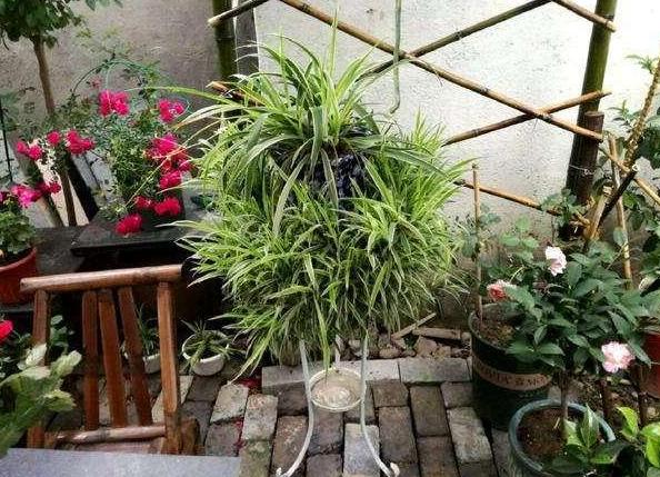 黄豆沤肥怎样才能没有臭味,买的发酵好的黄豆饼肥还有臭味吗