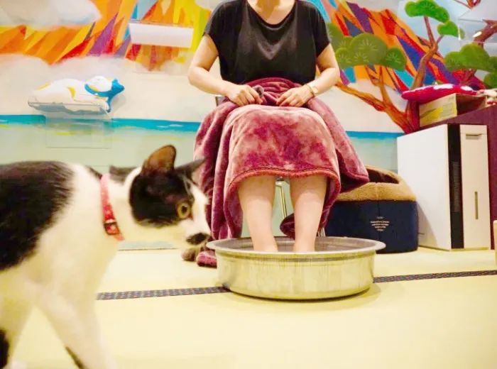 猫咖是不是会收留真猫咪打工,猫咪去猫咖打工是真的吗