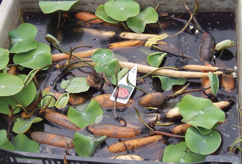 新鲜莲子可以种出荷花吗,盆栽莲花出芽后怎么养