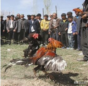 *疆新**到底为什么这么大大大大大？