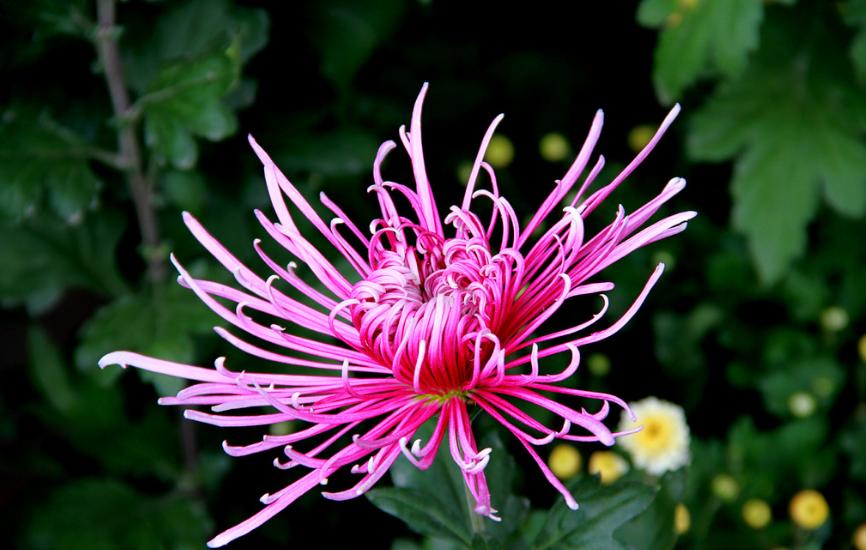 关于重阳赏菊花现代诗句,秋夜里赏菊花唯美诗句