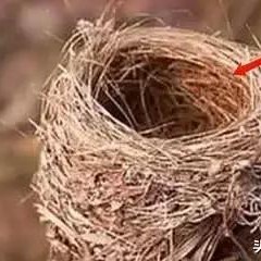 鸟类如何躲避狂风暴雨呢,所有鸟窝没有顶遇到大雨怎么办