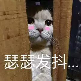 怎么预防猫咪尿道阻塞,猫咪尿道阻塞位置