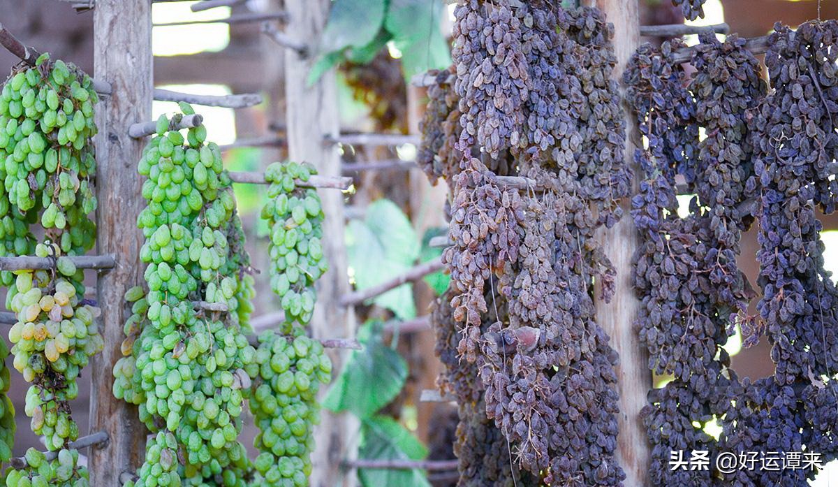 疆巧味树上黄葡萄干500克,疆艺黑麦坚果列巴葡萄干面包