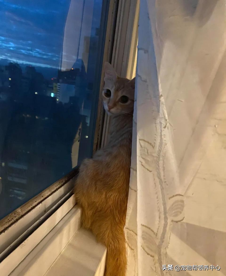 橘猫整日不出闺房却突然胎动？检查令爸崩溃：哪个死小子干的？