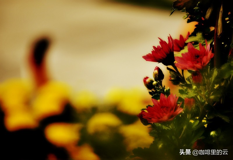 如果可以,我也愿意活成沈眉庄的样子:心中有丘壑,眉目作山河