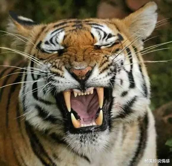 最残忍的十大文玩,带血的文玩有什么忌讳