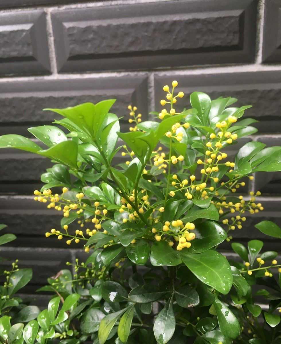 米兰花怎么养才香甜好看,米兰花怎么样养才能香味浓郁