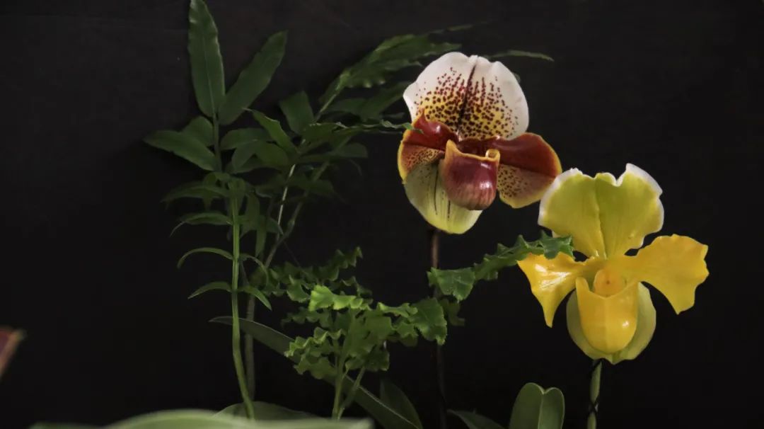 幽兰之风丨兰花种种风情这都有