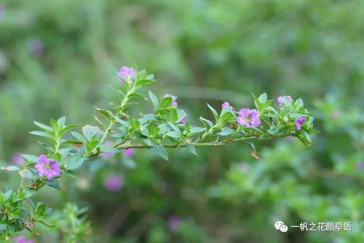 细叶萼距花耐寒吗,细叶萼距花喜光喜阴