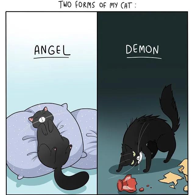 沙雕猫片，笑到床塌！自从做了卑微的铲屎官，比一个人时刺激多了