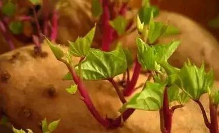 红薯发芽长叶可以往屋子里放吧,红薯发芽部分切下来能盆栽吗