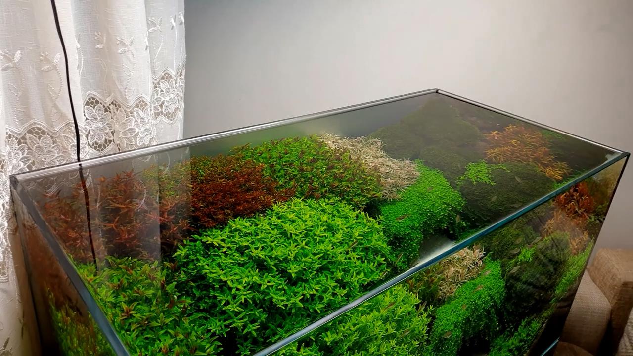 为什么草缸开缸一个礼拜叶子黄了,草缸里的草叶子发黄是怎么回事