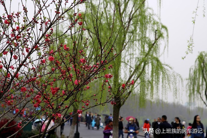 周末微旅行：秦望山麓访名校，白沙堤岸醉桃柳（第二季）