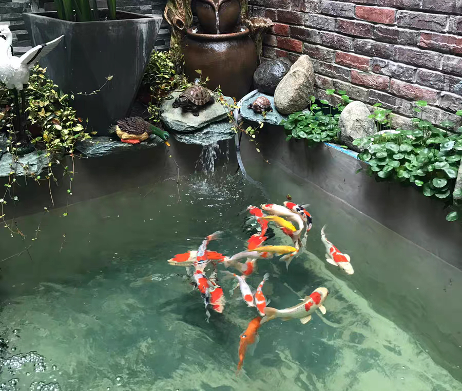 黄粉可以治疗锦鲤的白点病吗,锦鲤白点净治白点病几天会好